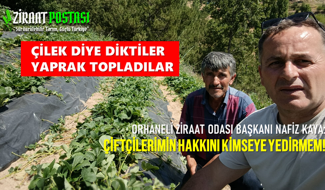 Orhaneli'ye Çilek Diktiler, Yaprak Topladılar