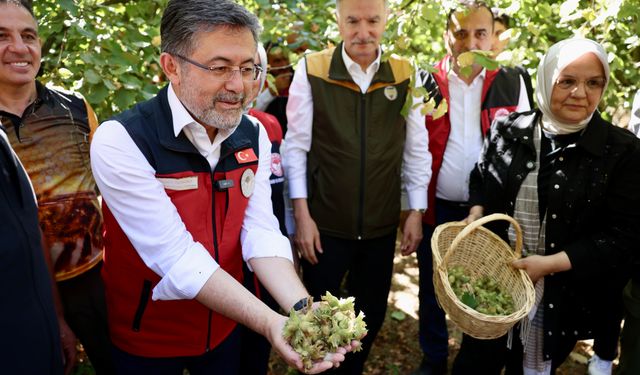 Tarım Bakanı Fındık Hasat Şenliğine Katıldı