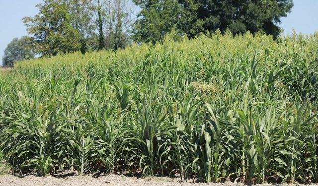 SORGUM BİTKİSİ, SAKARYA'DA MISIRA ALTERNATİF OLUYOR