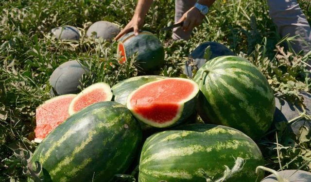 Karpuzun fiyatı 70 kilometrede 30’a katlanıyor