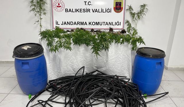 Erdek'te damlama sulamalı kenevir tarlasına jandarma baskını