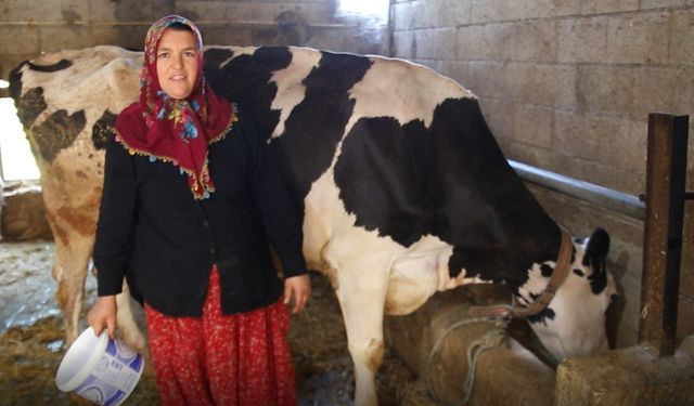 ANTEPLİ KADIN GİRİŞİMCİ 2 İNEKLE BAŞLADI, 17 HAYVANA ULAŞTI