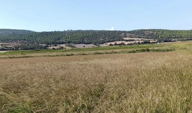 Gönen çeltik tarlalarında kriz: Çiftçi saatlik suya mahkum