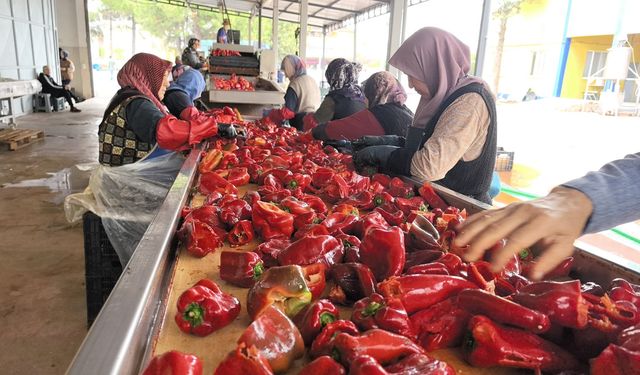 HOLLANDA'NIN BİBER SALÇASINI İNEGÖLLÜ KADINLAR ÜRETİYOR