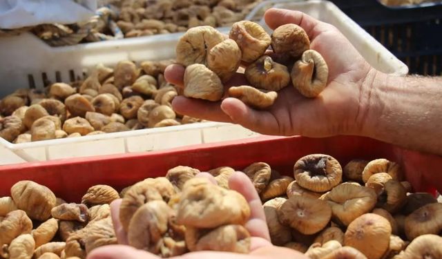 TARİŞ kuru incir alımlarını durdurdu üretici tüccara tepkili