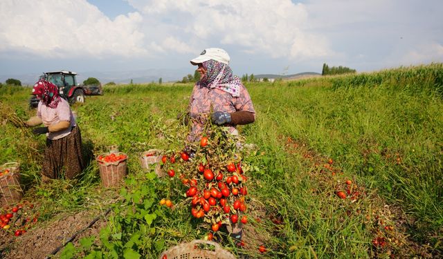 Depremlerle Sarsılan Sındırgı'da Domates Hasadı Devam Ediyor