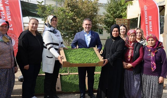 Bilecik'te Tarıma Can Suyu: 926 Bin Marul Fidesi Dağıtıldı