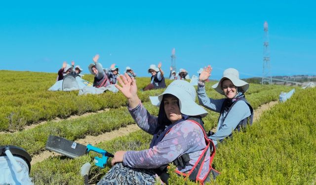 Kocaeli'de tıbbi ve aromatik bitkilerin hasadına başlandı