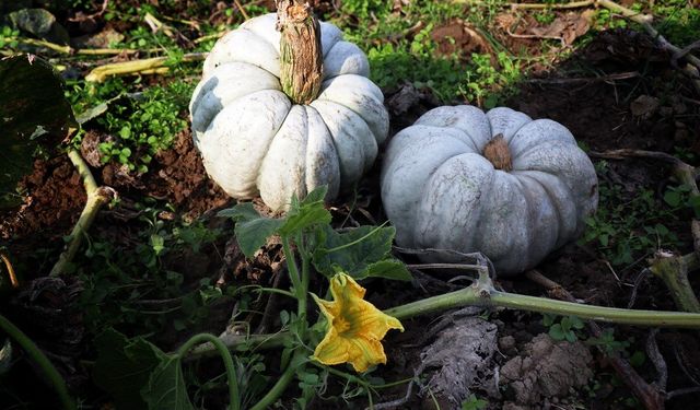 Beyaz Elmas Sofralarda: Sakarya’da Bal Kabağı Hasat Zamanı