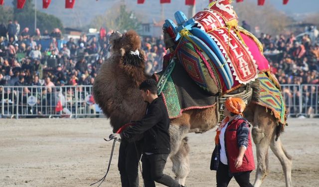 Milyonluk develer arenaya gelin gibi hazırlanıyor