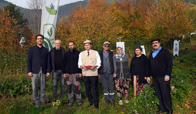 Osmangazi Organik Ahududu Tarımıyla Üretim Gücünü Artırıyor