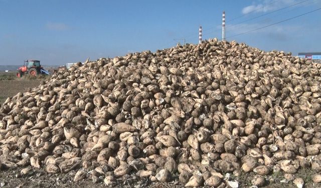 Polatlı’da pancar mesaisi hızlandı: En büyük sorun susuzluk