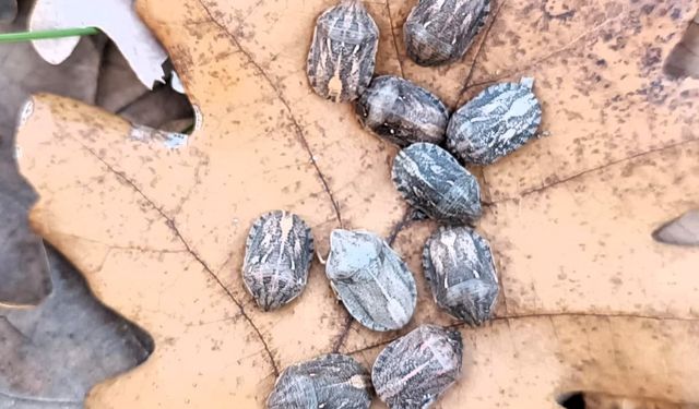 Kırklareli’nde Süne ile Mücadelede Kışlak Sürveyi Başladı