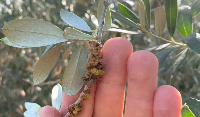 Zeytin Üreticilerine Bordo Bulamacı Uygulaması Uyarısı Geldi