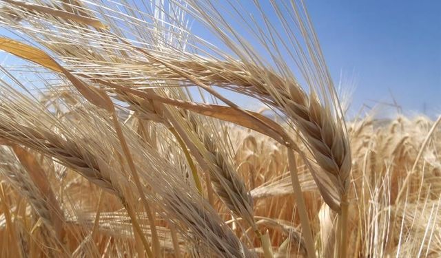 TMO Açıkladı: Türkiye’de Arpa Ekim Alanları Genişliyor