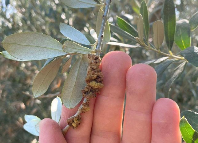 ZEYTİN ÜRETİCİLERİNE BORDO BULAMACI UYGULAMASI YAPMALARI UYARISI GELDİ