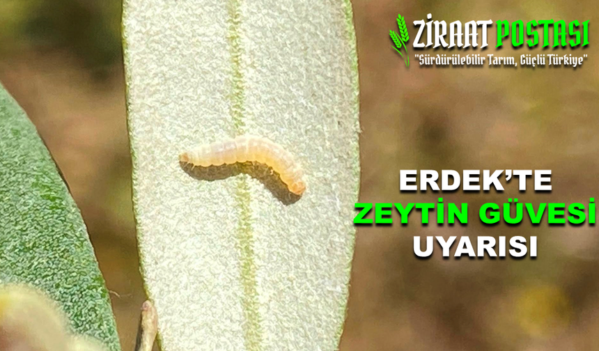 Zeytin Çiçeklerinde Güve Larvası Görüldü