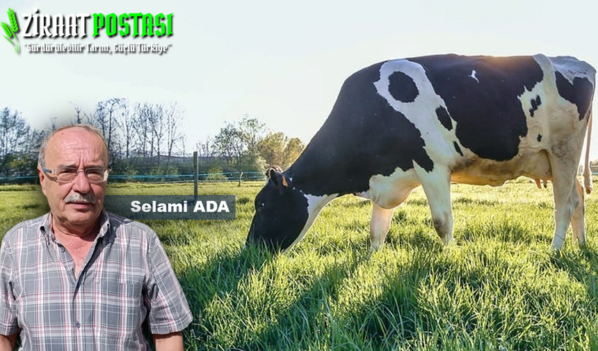 ÇİĞ SÜT FİYATLARI ARTMIYORSA, SÜT ÜRETİCİSİ NE YAPMALI?