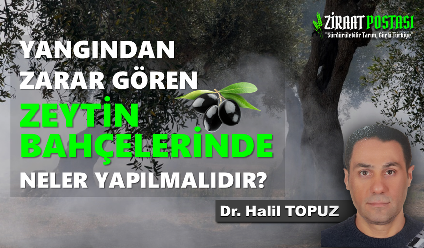 Zeytin Ağaçlarında Yangın Sonrası Neler Yapılmalıdır