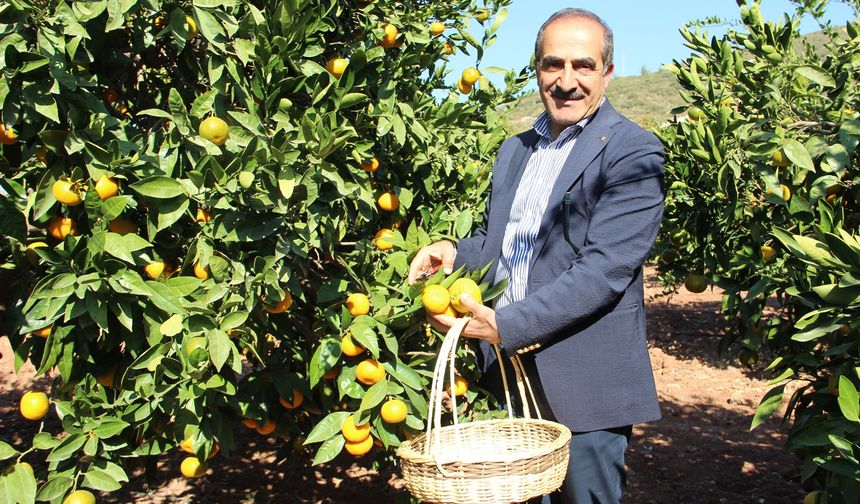 EGE BÖLGESİ NARENCİYE REKOLTESİNDE YÜZDE 34’LÜK AZALIŞ