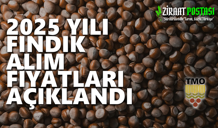 TMO 2025/26 DÖNEMİ FINDIK ALIM FİYATLARINI AÇIKLADI