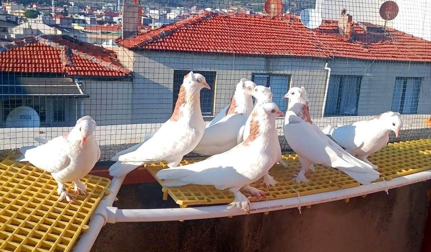 Güvercin Yetiştiriciliğinin Sosyoekonomik Analizi