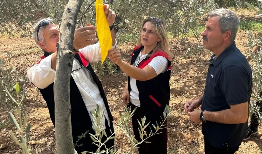 Zeytin sineğiyle mücadele için tuzak dağıtıldı