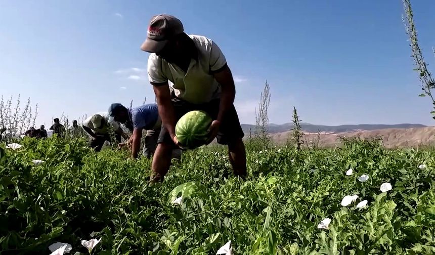 Karpuzun fiyatı 70 kilometrede 30’a katlanıyor