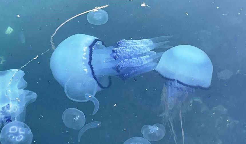MARMARA'DA "BİTTİ" DENİLEN MÜSİLAJ KABUSU TEKRAR HORTLADI