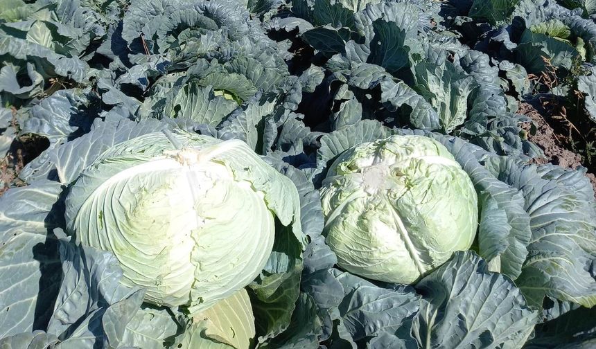 Erzurum'un Asırlık Dev Beyaz Lahanasında Hasat Başladı