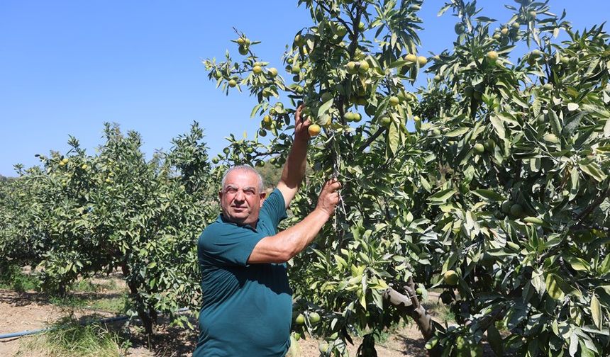 Kuraklık Mandalina Verimini Yarıya Düşürdü, Fiyatlar Arttı