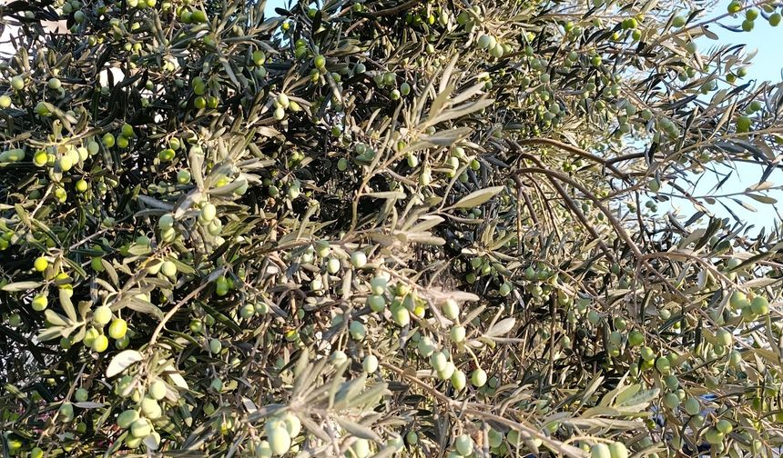 TÜİK Açıkladı, 2025 Zeytin Rekoltesinde %40 Düşüş Bekleniyor