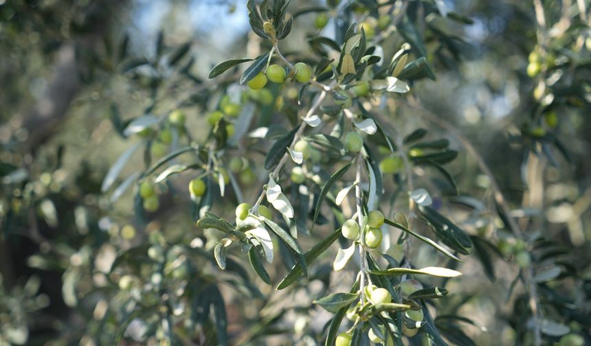 Ayvalık Ticaret Odası: Zeytinyağında hedefimiz markalaşmak