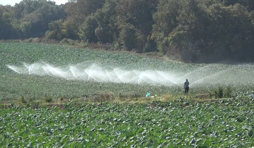 Bafra Ovası’nda 100 bin dekar alana kışlık sebze dikiliyor