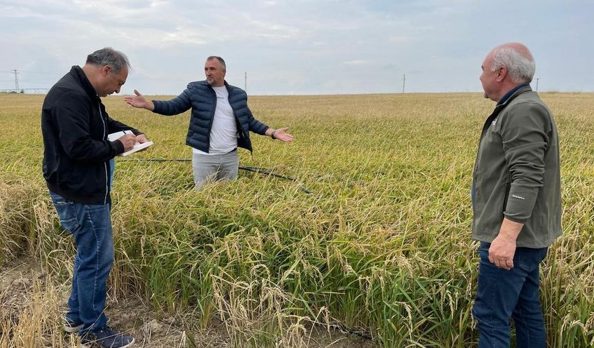 Çeltik Yetiştiriciliğinde Damla Sulama Yöntemi Yaygınlaşıyor