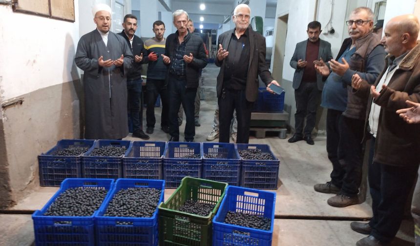 KATIRLI KOOPERATİFİ ZEYTİN FİYATLARINI AÇIKLADI, GÖZLER MARMARABİRLİKTE