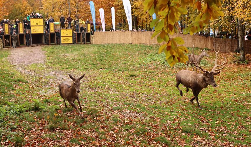 Kocaeli'de yedi kızıl geyik daha doğaya salındı.