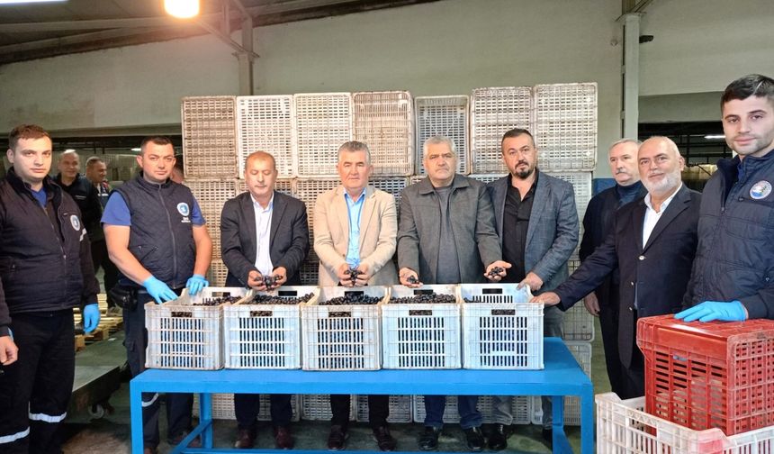 Marmarabirlik İznik Kooperatifinde Zeytin Alımları Başladı