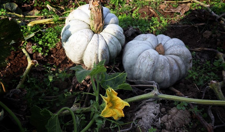 Beyaz Elmas Sofralarda: Sakarya’da Bal Kabağı Hasat Zamanı