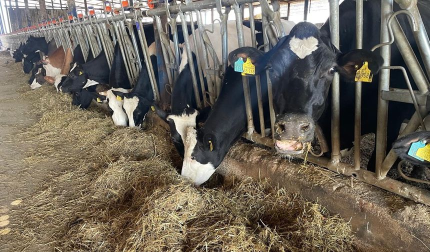 Şap ve Üç Gün Hastalığı Arttı, Kırmızı Et Fiyatları Düştü