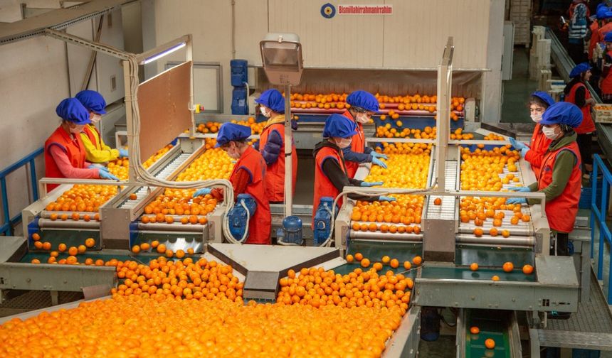 Satsuma mandalinanın ihracat yolculuğu 17 Ekim’de başlıyor