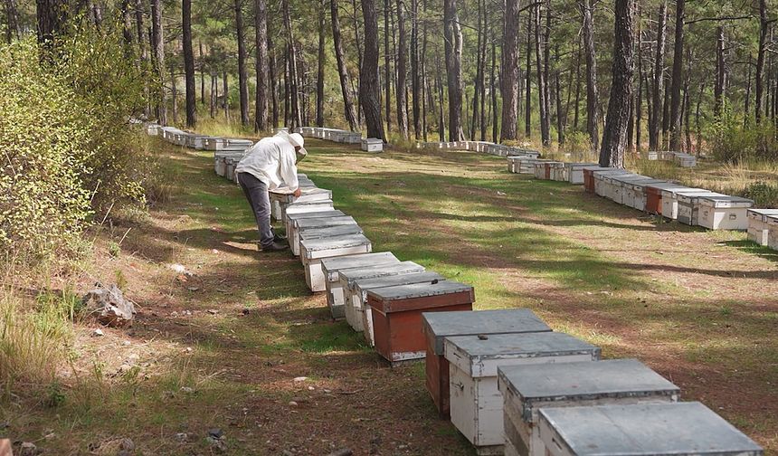 Türk Çam Balı Coğrafi İşaretle Dünyaya Açılmaya Hazırlanıyor
