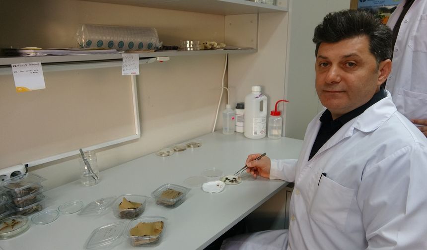 KAHVERENGİ KOKARCA FINDIK ÜRETİMİNİ BİTİRME NOKTASINA GETİRDİ