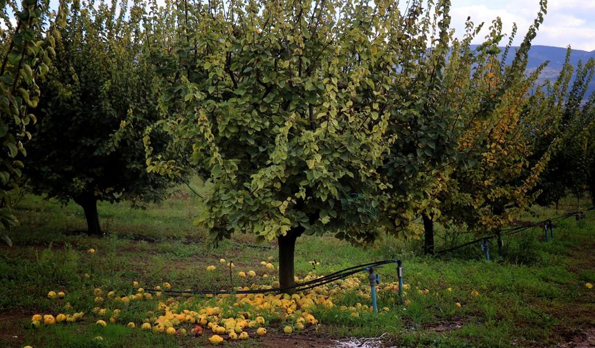 SAKARYA'DA AYVA BAHÇELERİNİ DON VURDU, AĞAÇLARDA AYVA YOK