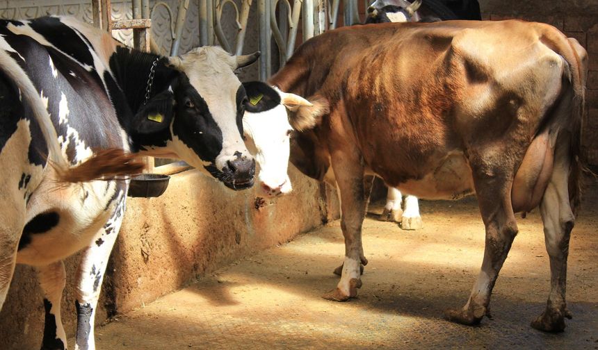 Şap hastalığında küflü domates ve idrar kullanmayın uyarısı