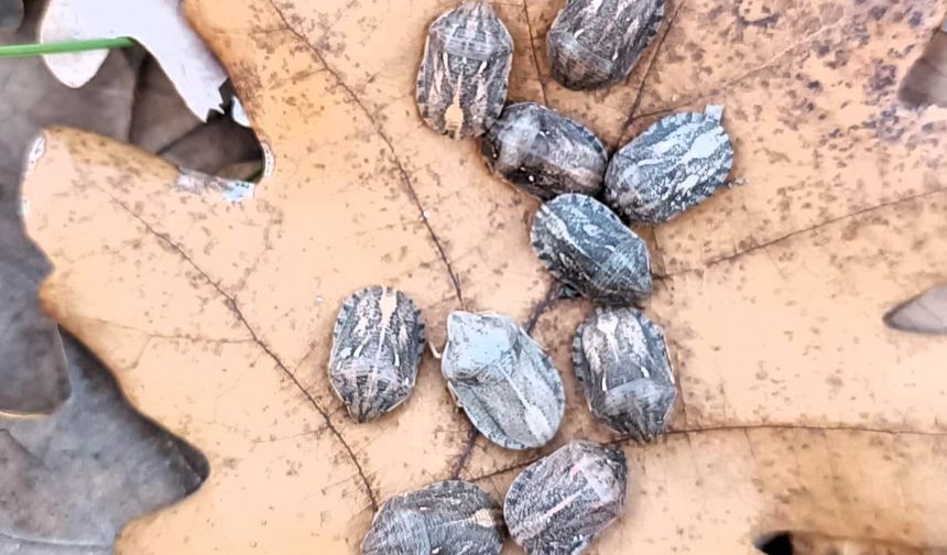 KIRKLARELİ'NDE SÜNE İLE MÜCADELEDE KIŞLAK SÜRVEYİ BAŞLADI