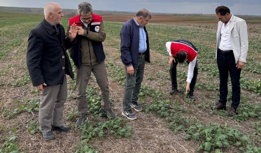 TEKİRDAĞ İL MÜDÜRÜ AKSOY ANIZA KANOLA EKİMİNİ DENETLEDİ