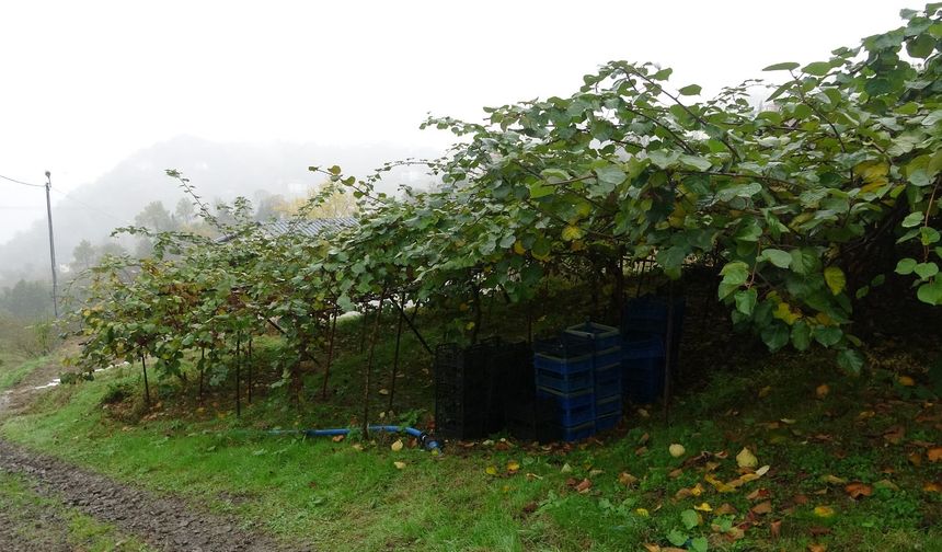 TRABZON'LU ÜRETİCİLER DERTLİ: İRAN KİVİSİ PİYASAYI UCUZLATIYOR