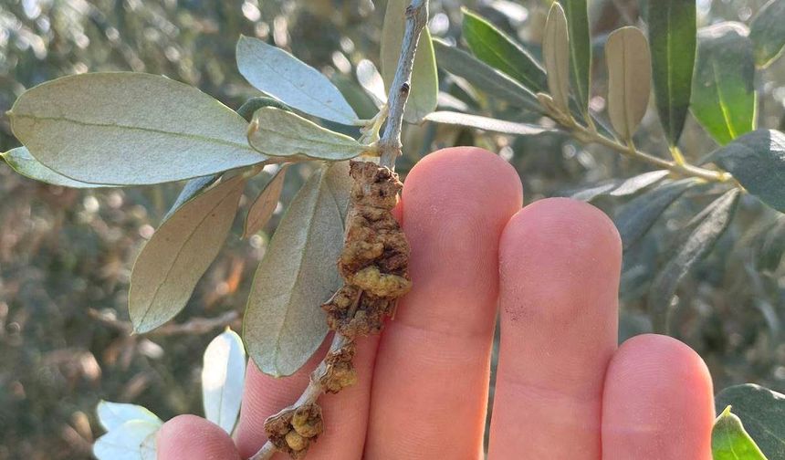 Zeytin Üreticilerine Bordo Bulamacı Uygulaması Uyarısı Geldi
