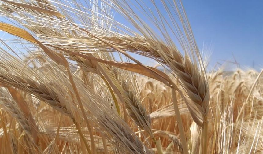 TMO AÇIKLADI: TÜRKİYE'DE ARPA EKİM ALANLARI GENİŞLİYOR